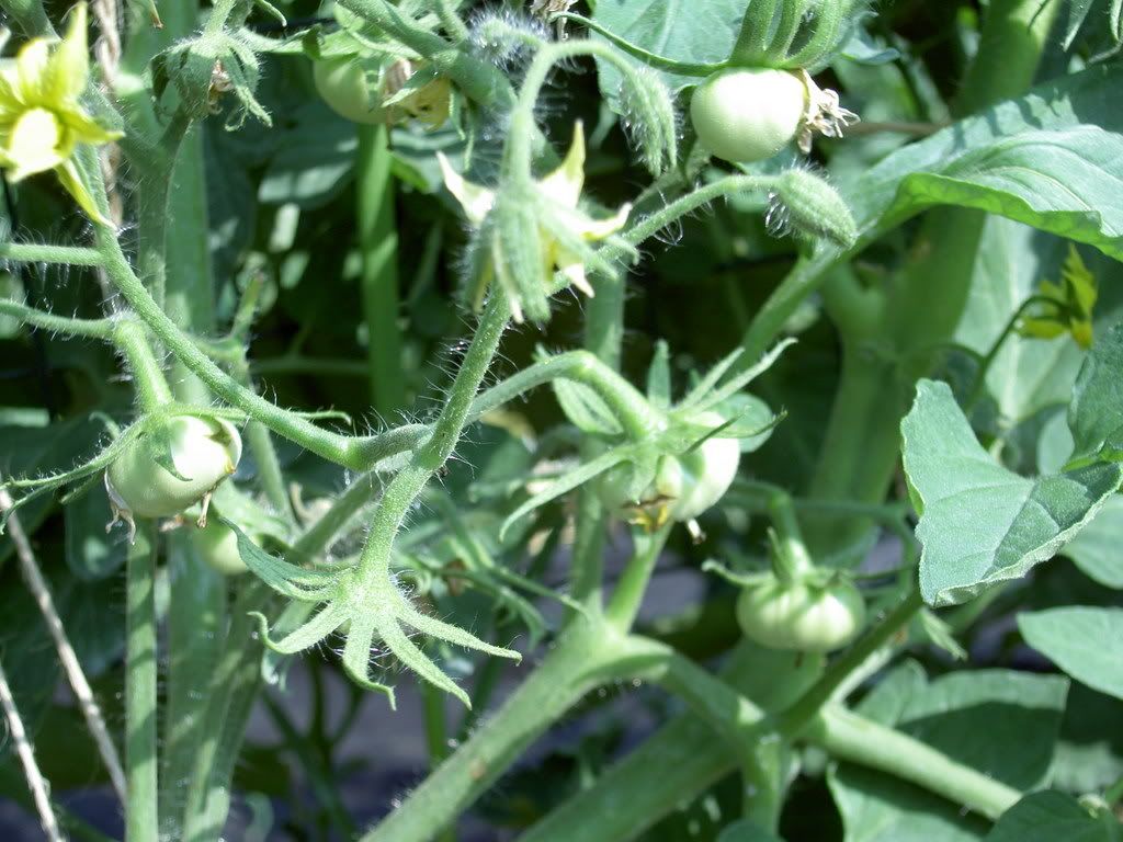 Photo Sharing and Video Hosting at Photobucket